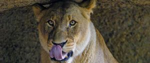 Preview wallpaper lioness, predator, big cat, glance, protruding tongue