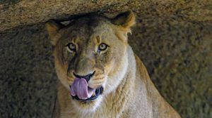 Preview wallpaper lioness, predator, big cat, glance, protruding tongue