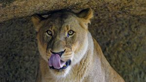 Preview wallpaper lioness, predator, big cat, glance, protruding tongue