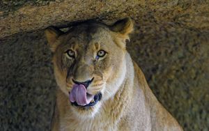 Preview wallpaper lioness, predator, big cat, glance, protruding tongue