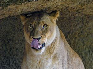 Preview wallpaper lioness, predator, big cat, glance, protruding tongue