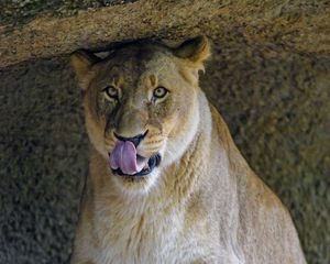 Preview wallpaper lioness, predator, big cat, glance, protruding tongue