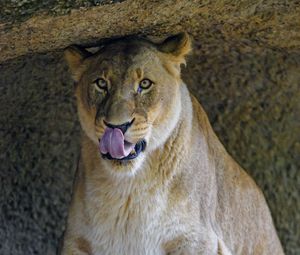 Preview wallpaper lioness, predator, big cat, glance, protruding tongue