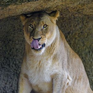 Preview wallpaper lioness, predator, big cat, glance, protruding tongue