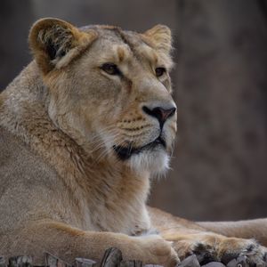 Preview wallpaper lioness, predator, big cat, animal, wild