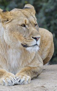 Preview wallpaper lioness, predator, big cat, wildlife