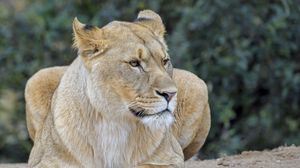 Preview wallpaper lioness, predator, big cat, wildlife