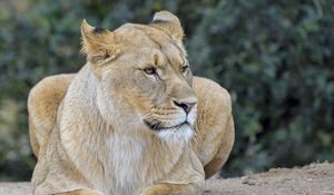 Preview wallpaper lioness, predator, big cat, wildlife