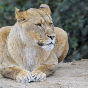 Preview wallpaper lioness, predator, big cat, wildlife