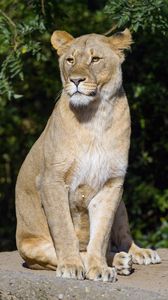Preview wallpaper lioness, predator, big cat, animal, glance