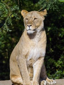 Preview wallpaper lioness, predator, big cat, animal, glance