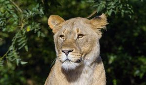Preview wallpaper lioness, predator, big cat, animal, glance