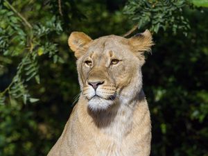 Preview wallpaper lioness, predator, big cat, animal, glance