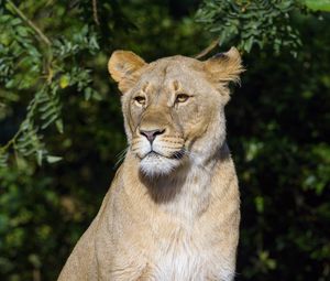 Preview wallpaper lioness, predator, big cat, animal, glance