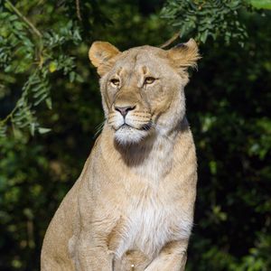 Preview wallpaper lioness, predator, big cat, animal, glance