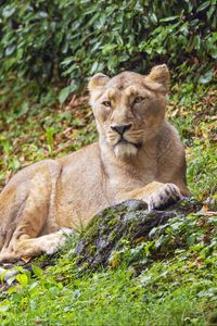 Preview wallpaper lioness, predator, big cat, stone, grass