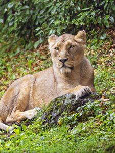 Preview wallpaper lioness, predator, big cat, stone, grass