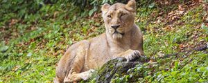 Preview wallpaper lioness, predator, big cat, stone, grass