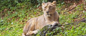 Preview wallpaper lioness, predator, big cat, stone, grass