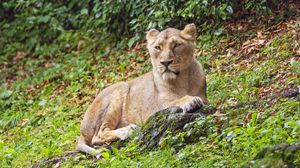 Preview wallpaper lioness, predator, big cat, stone, grass