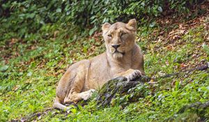 Preview wallpaper lioness, predator, big cat, stone, grass