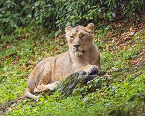Preview wallpaper lioness, predator, big cat, stone, grass