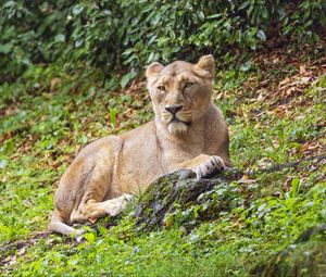 Preview wallpaper lioness, predator, big cat, stone, grass