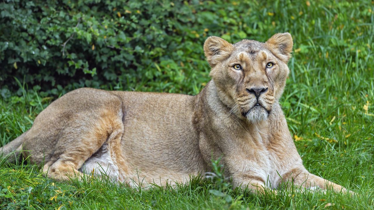 Wallpaper lioness, predator, big cat, pose, grass