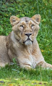 Preview wallpaper lioness, predator, big cat, pose, grass