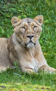 Preview wallpaper lioness, predator, big cat, pose, grass