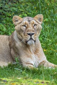 Preview wallpaper lioness, predator, big cat, pose, grass