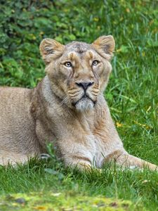 Preview wallpaper lioness, predator, big cat, pose, grass