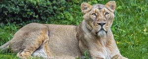 Preview wallpaper lioness, predator, big cat, pose, grass