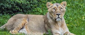 Preview wallpaper lioness, predator, big cat, pose, grass