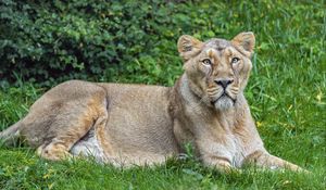 Preview wallpaper lioness, predator, big cat, pose, grass