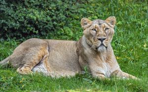 Preview wallpaper lioness, predator, big cat, pose, grass