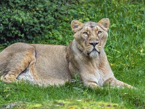 Preview wallpaper lioness, predator, big cat, pose, grass