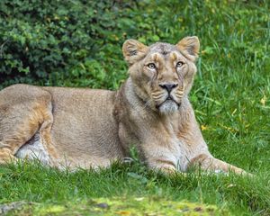 Preview wallpaper lioness, predator, big cat, pose, grass