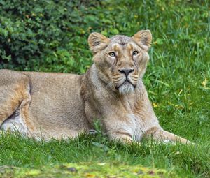 Preview wallpaper lioness, predator, big cat, pose, grass