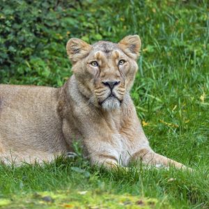 Preview wallpaper lioness, predator, big cat, pose, grass