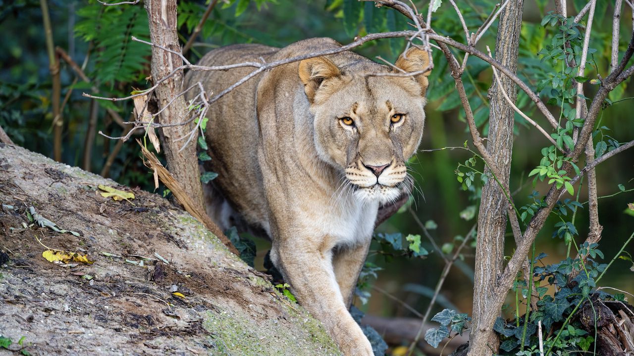 Wallpaper lioness, predator, big cat, animal, hunting, wild