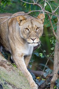 Preview wallpaper lioness, predator, big cat, animal, hunting, wild