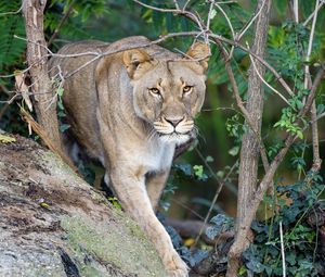 Preview wallpaper lioness, predator, big cat, animal, hunting, wild