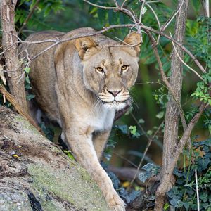 Preview wallpaper lioness, predator, big cat, animal, hunting, wild