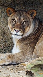 Preview wallpaper lioness, predator, big cat, wild animal, stone