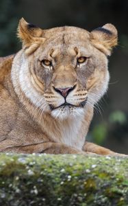 Preview wallpaper lioness, predator, big cat, wild animal, wildlife