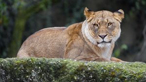 Preview wallpaper lioness, predator, big cat, wild animal, wildlife