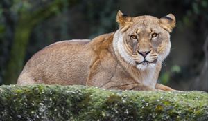 Preview wallpaper lioness, predator, big cat, wild animal, wildlife