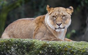 Preview wallpaper lioness, predator, big cat, wild animal, wildlife
