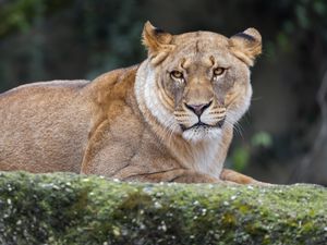 Preview wallpaper lioness, predator, big cat, wild animal, wildlife